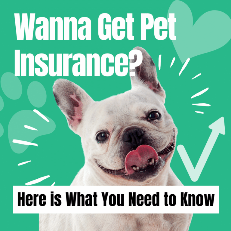 Wanna Get Pet Insurance? Here is What You Need to Know